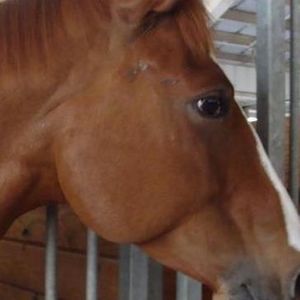 Meet your Posher, Sherry